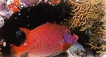 marrojo01