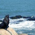 Cabo Polonio y las playas uruguayas Esta semana presentamos un destino casi intacto y completamente agreste pero integramente preparado para recibir al turista. El cual brinda un plus a las playas del noreste uruguayo. Nos referimos...