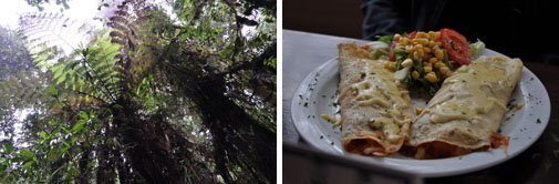 bosque-nuboso-elencanto