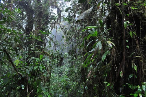 bosque-nuboso