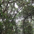 San José de Costa Rica, Bosque Nuboso y artesanías A tan sólo 45 minutos de San José, capital de Costa Rica, se encuentra la reserva privada “Los Juncos”. Hasta allí llegó Teleaire Televisión para vivir la experiencia natural de...