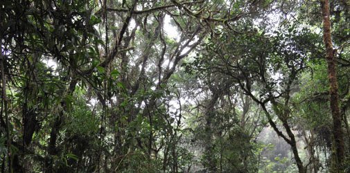 costa-rica-bosque-nuboso