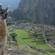 Según el Hotel Consulting Perú, entre los años 2006 y 2011 “Hubo muchas propuestas pero poco desarrollo en el sector turismo”. Al respecto, Felipe del Campo Tamayo Director Gerente del...