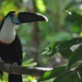 Recorriendo el Amazonas, Perú y Ecuador Teleaire tuvo la increíble oportunidad de ver el Amazonas en primera fila, desde Perú hasta Ecuador la selva más impactante del continente nos presente animales exóticos y sobre todo naturaleza...