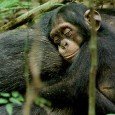 Las junglas tropicales de Costa de Marfil y Uganda sirvieron de escenarios naturales para “Chimpanzee“, la nueva película documental de la productora Disneynature sobre el mundo de los chimpancés que...